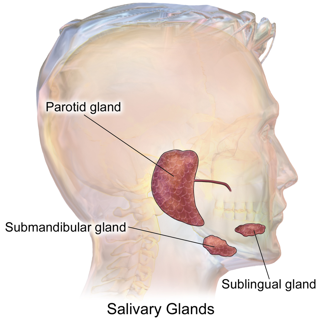 The main salivary glands