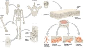 Bone - Definition, Structure, Types, Growth, Resorption, Bone Structure