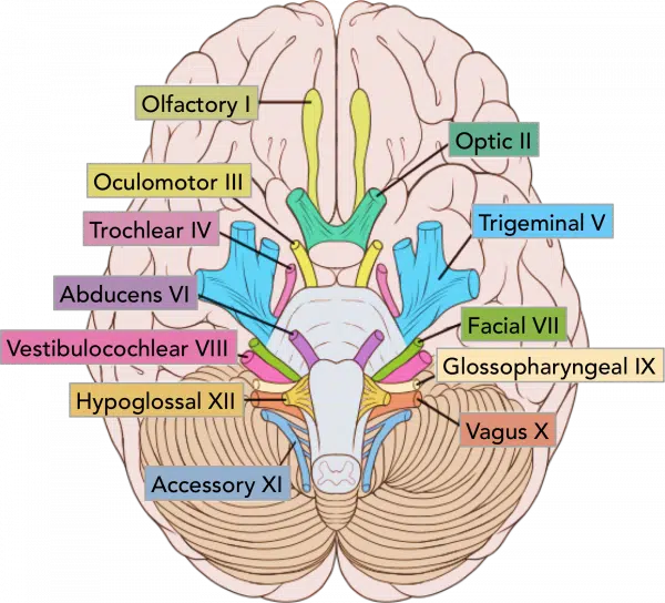 The location of the cranial nerves on the cerebrum and brainstem.