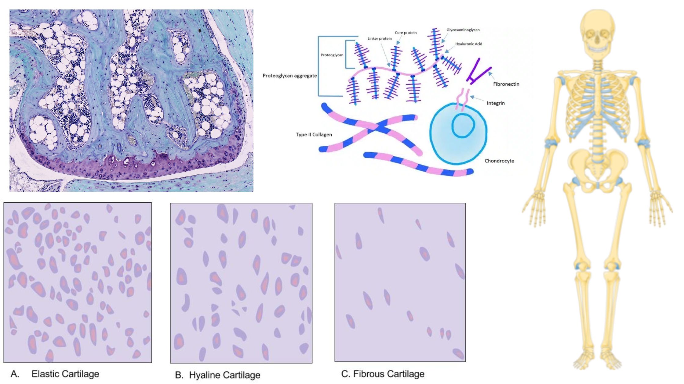 Cartilage - Definition, Structure, Types, Functions