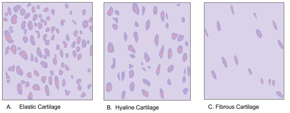 There are three different types of cartilage: elastic (A), hyaline (B), and fibrous (C).