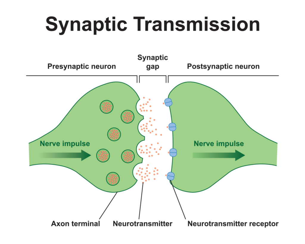 Electrical Synapse and Its Functions