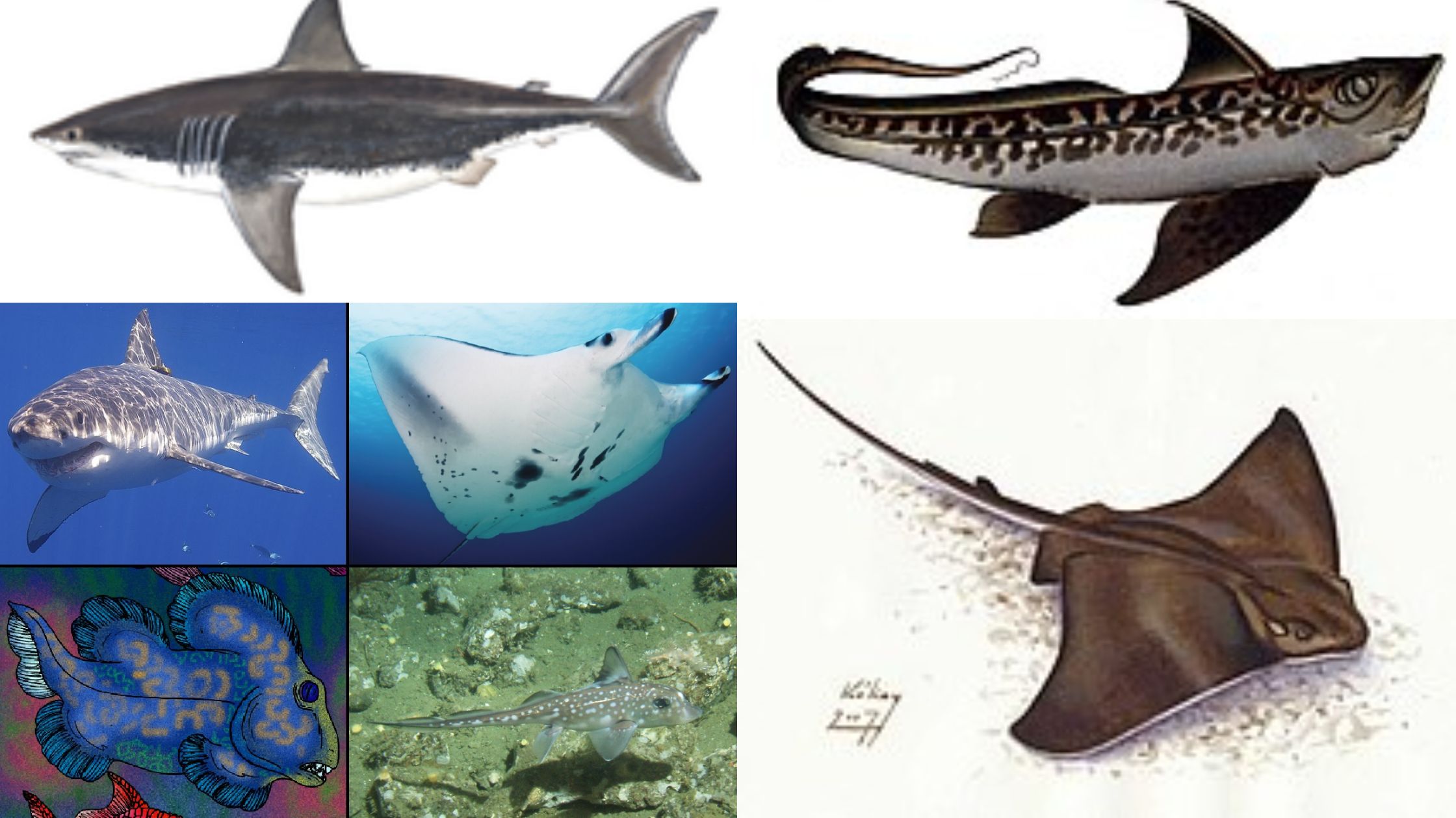 Chondrichthyes - Characteristics, Classification & Examples