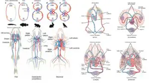 Circulatory System in Vertebrates - Components, Structure, Functions