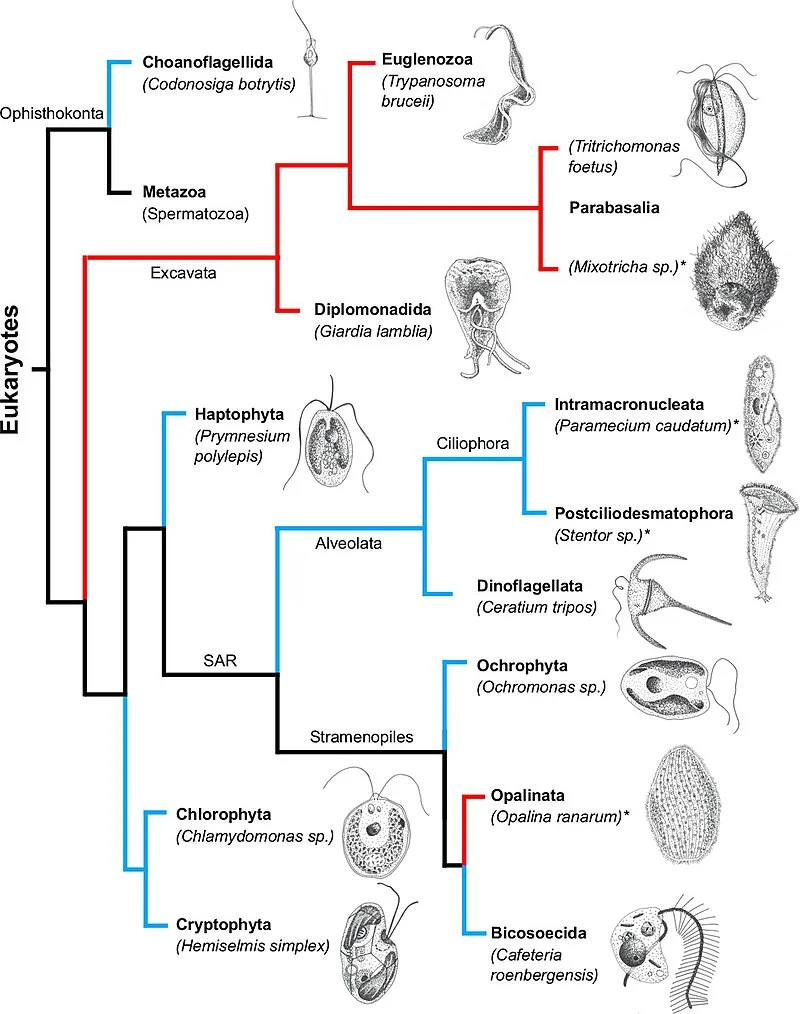 Some motile unicellular protists | Source: Wikipedia