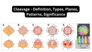 Cleavage - Definition, Types, Planes, Patterns, Significance