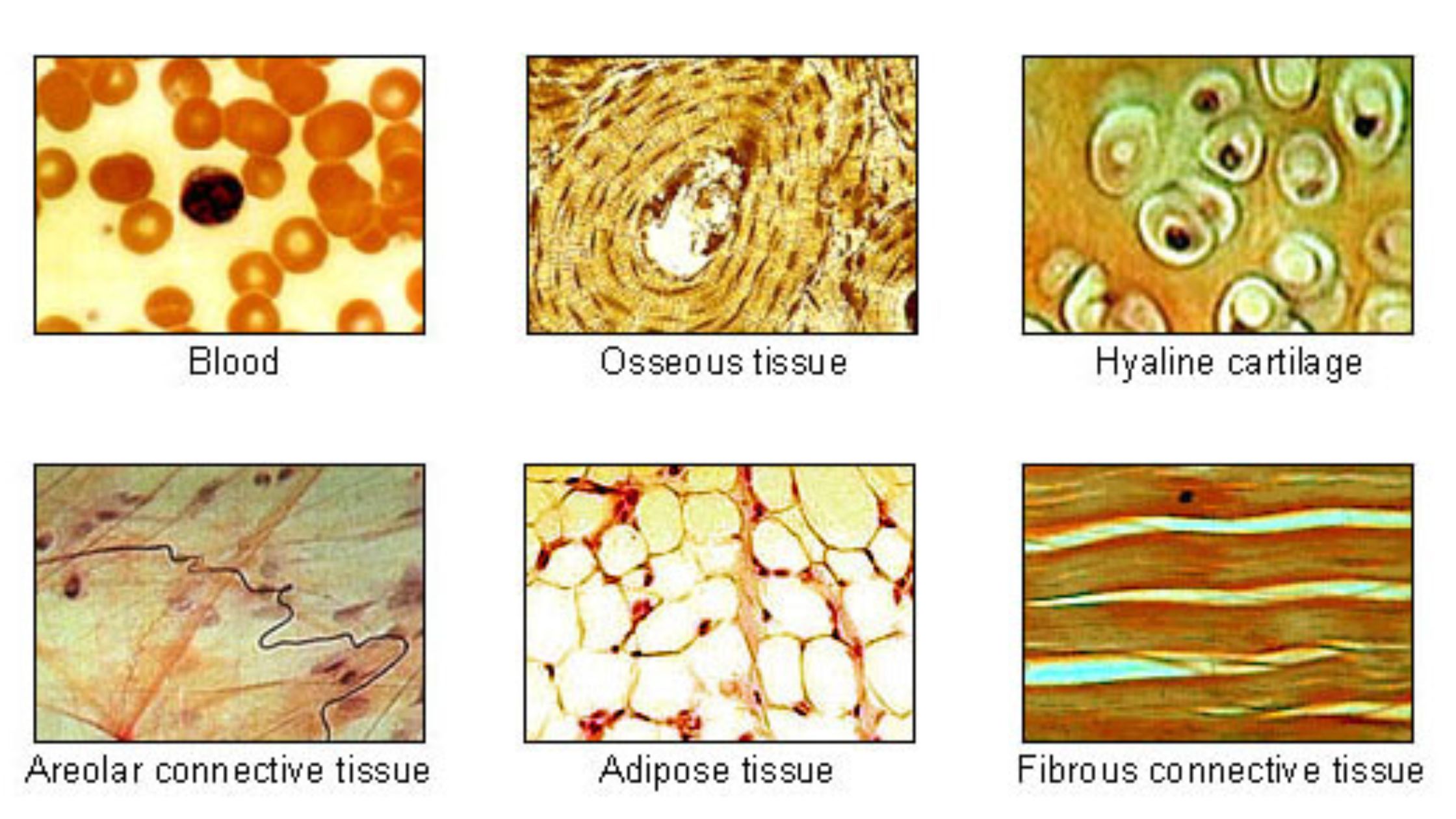 Connective tissue - Structure, Location, Function and Classification