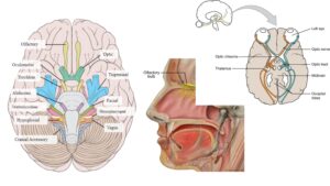 Cranial Nerves in Mammals - Definition, Types, Structure, Functions