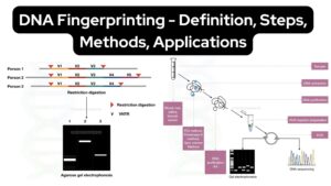 DNA Fingerprinting - Definition, Steps, Methods, Applications