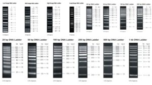 DNA Ladders - Definition, Types, Uses