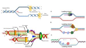 DNA Polymerase - Definition, Mechanism, Structure, Types