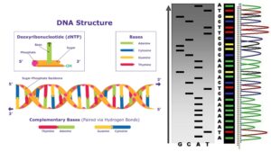 DNA Sequencing - Definition, Principle, Steps, Types, Applications