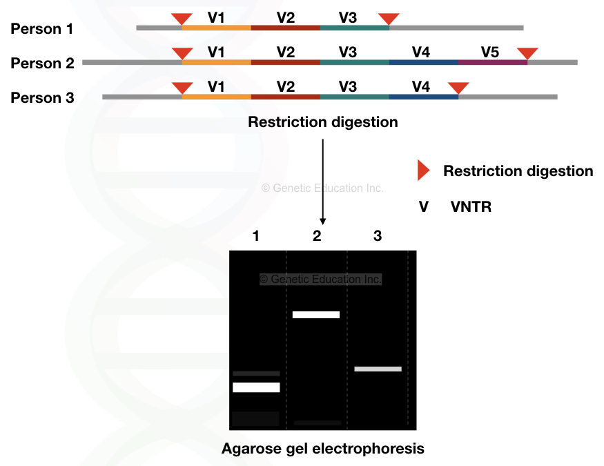 The results of agarose gel electrophoresis of various VNTR fragments were digested with an endonuclease.