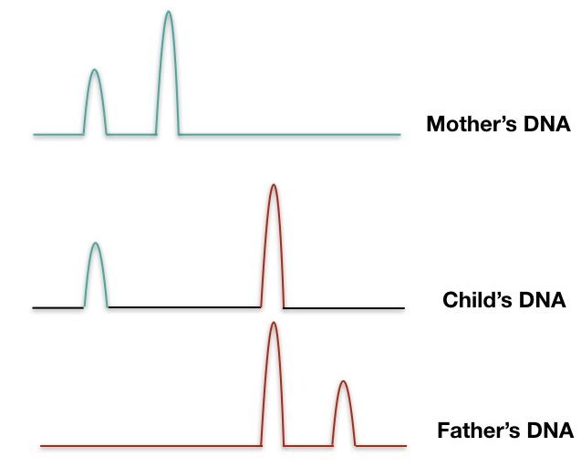 graphical representation of different DNA samples.
