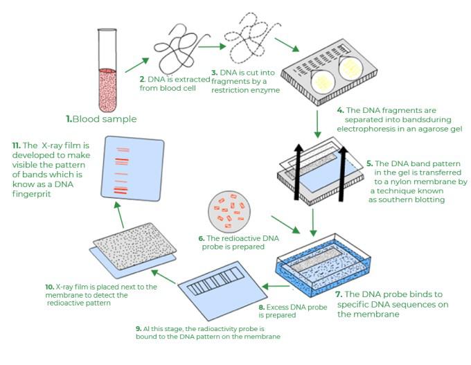 Simplified Process of DNA Fingerprinting