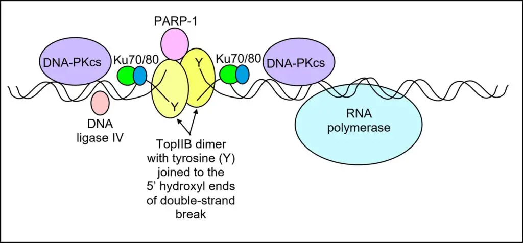 Paused RNA polymerase and limited, short-term topo IIβ-induced DNA double-strand break.