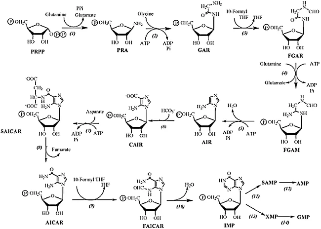 Synthesis of Purine nucleotides