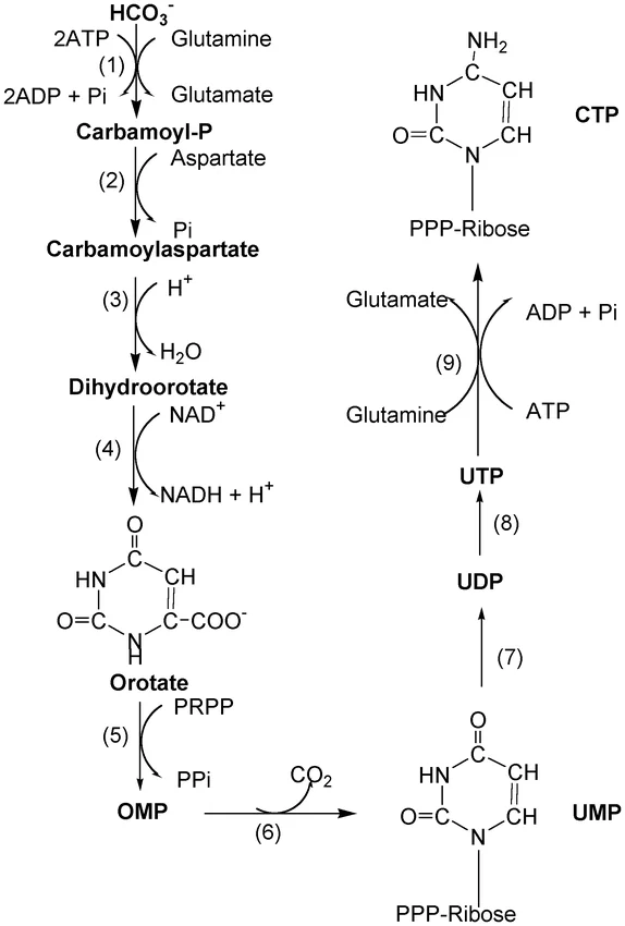 Synthesis of Pyrimidine nucleotides

