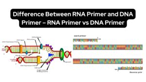 Difference Between RNA Primer and DNA Primer – RNA Primer vs DNA Primer