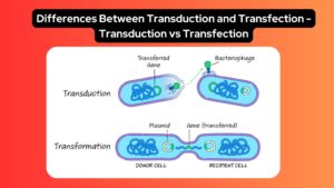 Differences Between Transduction and Transfection - Transduction vs Transfection