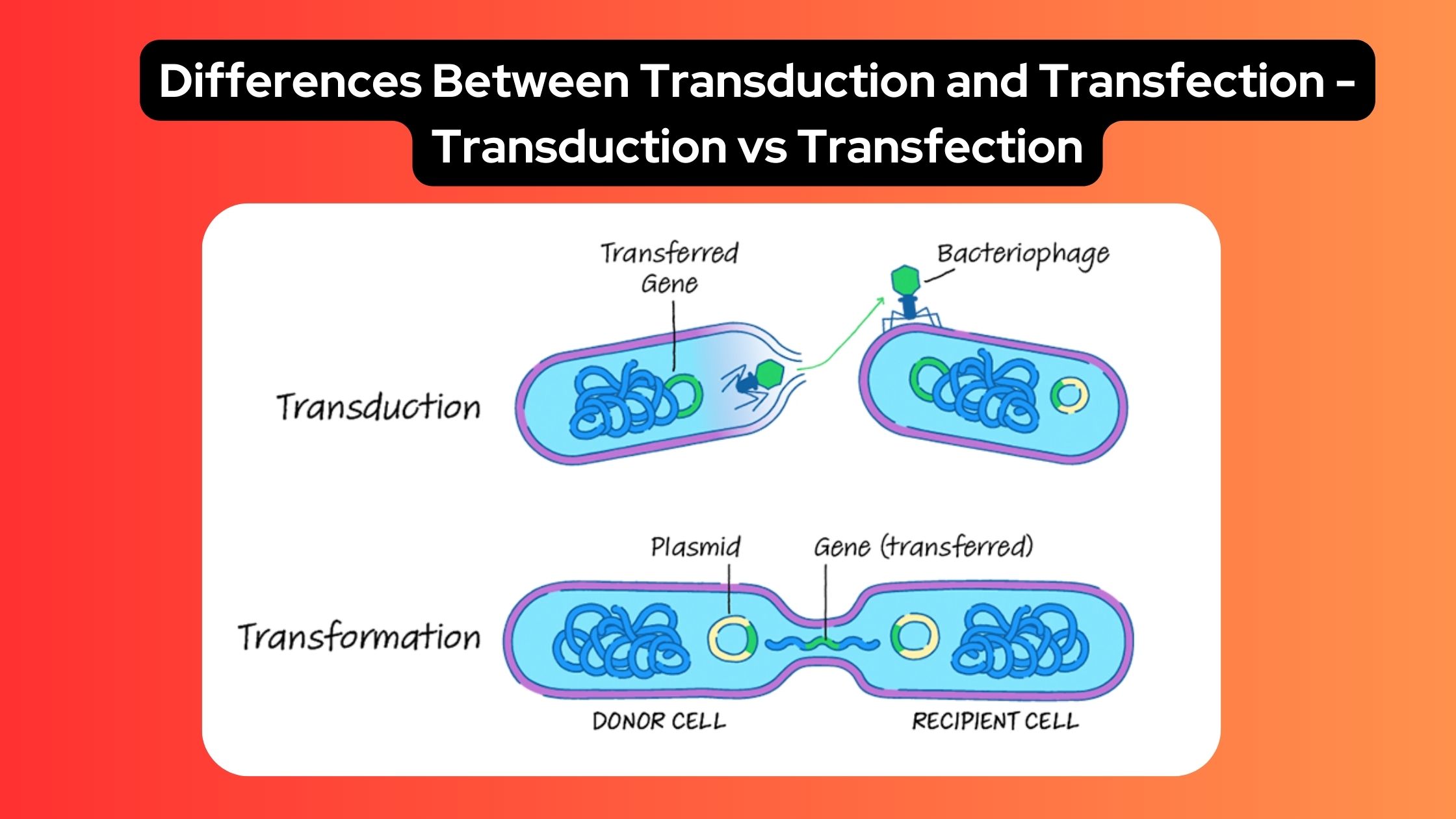 Differences Between Transduction and Transfection - Transduction vs Transfection