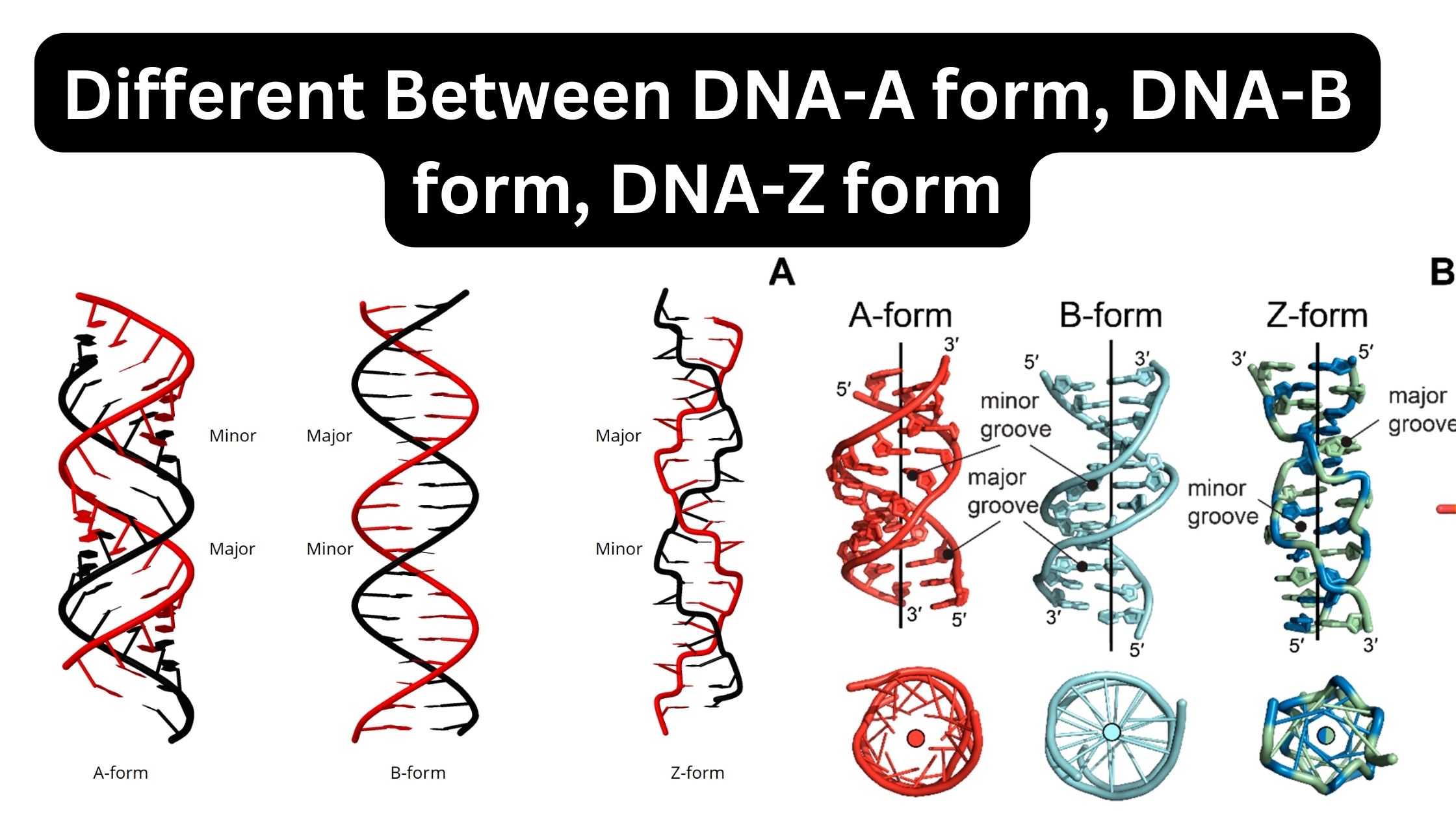 Different Between DNA-A form, DNA-B form, DNA-Z form
