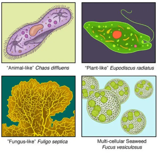 Different Types of protists.