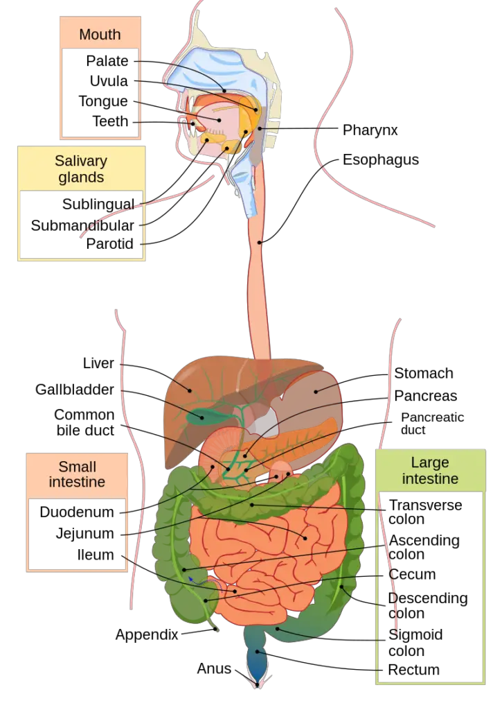 Human Digestive System - Organs, Structure, Functions
