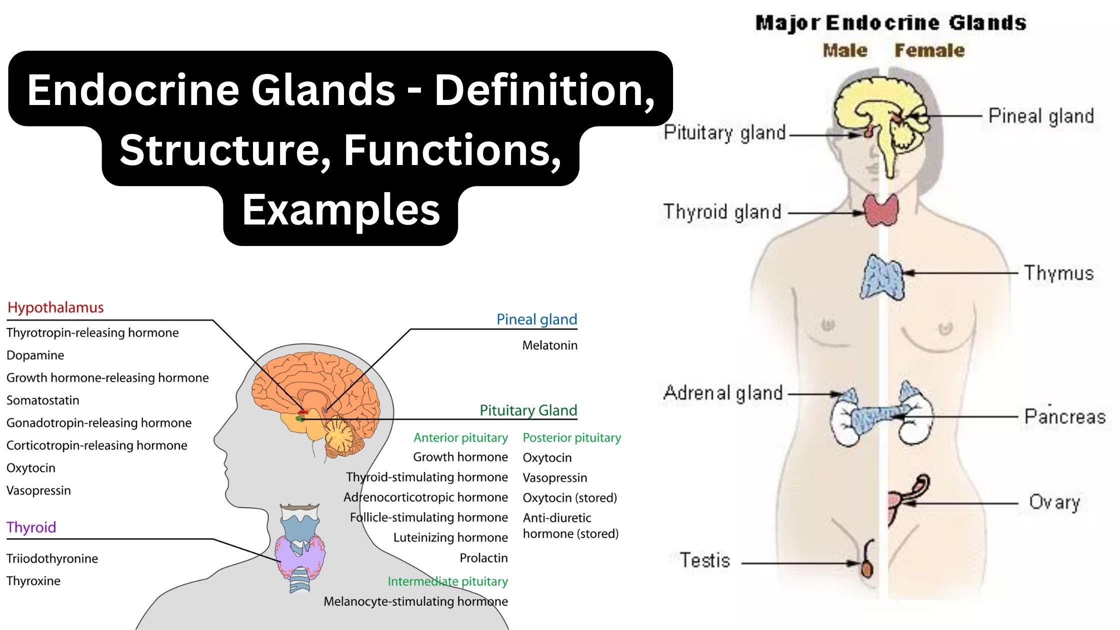 Endocrine Glands - Definition, Structure, Functions, Examples