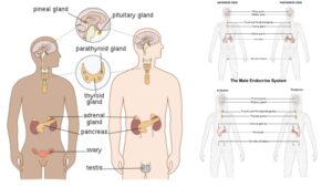 Endocrine System - Definition, Classification, Functions and Endocrine glands