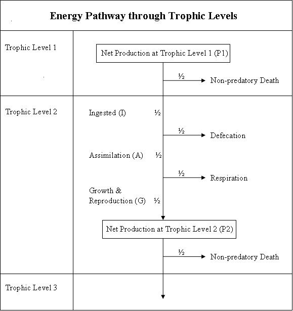 diagram of energy transfer between trophic levels