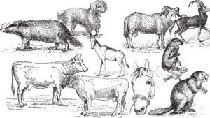Ethology (Animal Behaviour) Introduction, History