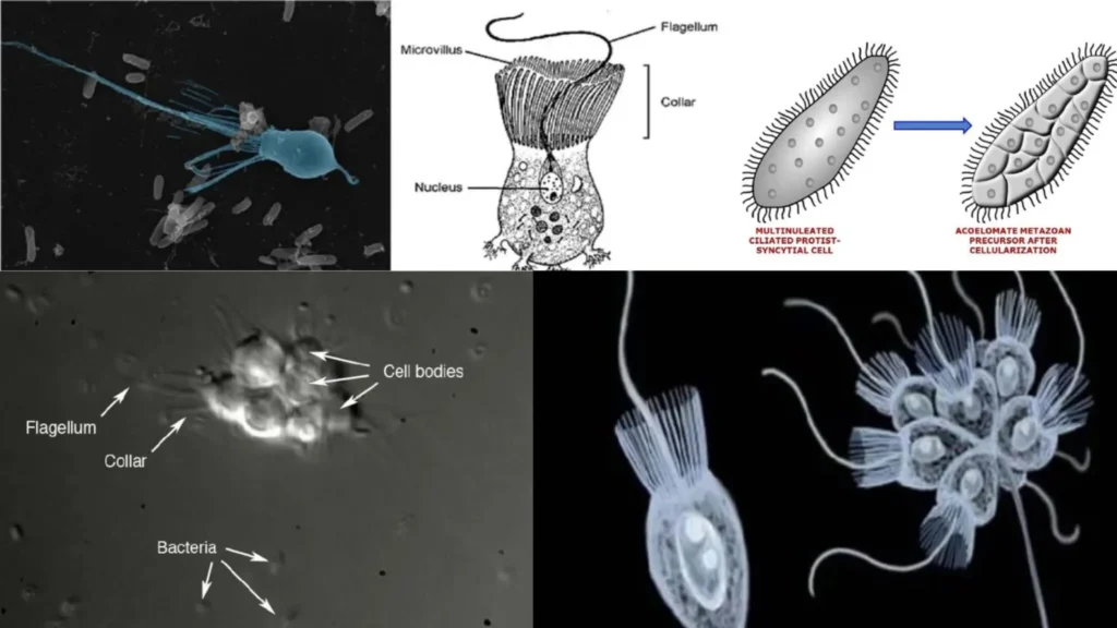 Evolution of Parazoa and Metazoa