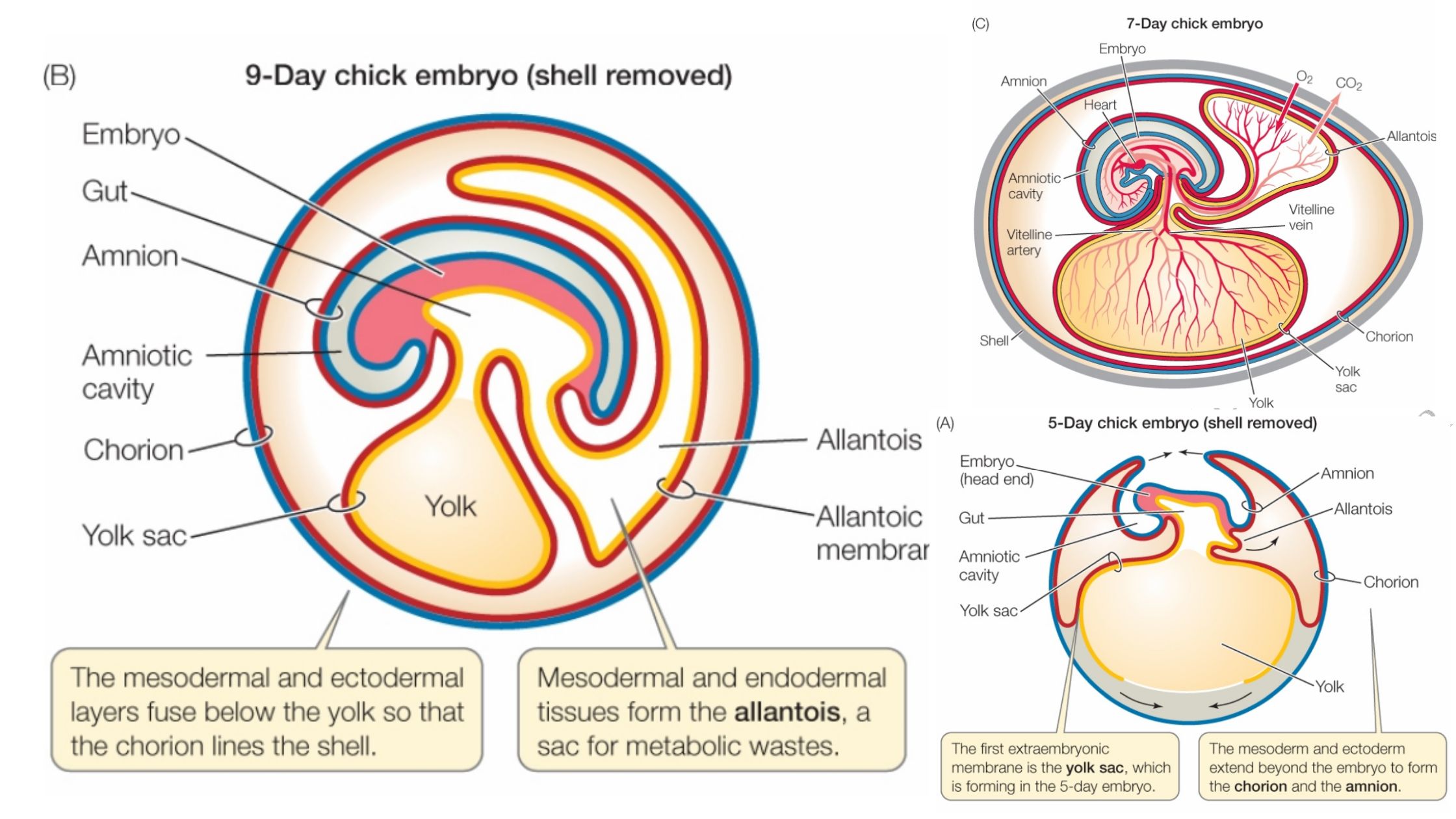 Extra-embryonic Membranes in Chick - Definition, Types, Development, Functions