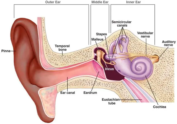 Structure of the mammalian ear.