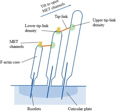Structure of stereocilia on hair cells