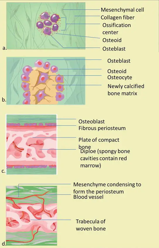 Steps/Process of intramembranous bone formation 
