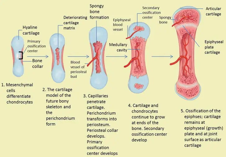 Steps/Process of endochondral bone formation