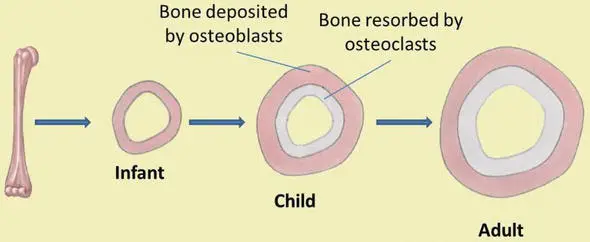 Appositional bone growth. Bone deposit by osteoblast as bone resorption by osteoclast.
