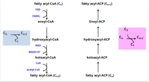 Fatty Acid Synthesis Pathway