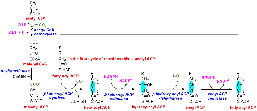 Fatty Acid Synthesis Pathway