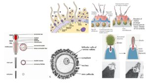 Fertilization - Changes in Gametes, Monospermy and Polyspermy