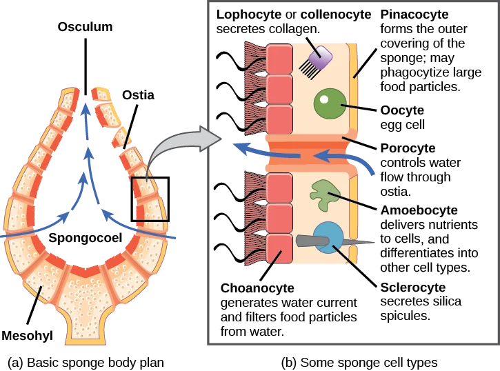 Morphology of Sponges / Structure of Phylum Porifera  | Image Source: courses.lumenlearning.com