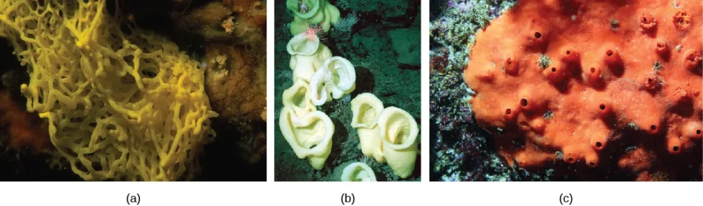(a) Clathrina clathrus belongs to class Calcarea, (b) Staurocalyptus spp. (common name: yellow Picasso sponge) belongs to class Hexactinellida, and (c) Acarnus erithacus belongs to class Demospongia. (credit a: modification of work by Parent Géry; credit b: modification of work by Monterey Bay Aquarium Research Institute, NOAA; credit c: modification of work by Sanctuary Integrated Monitoring Network, Monterey Bay National Marine Sanctuary, NOAA) | Image Source: courses.lumenlearning.com