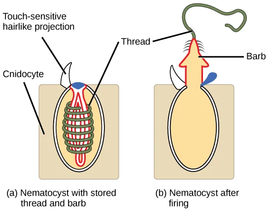 Members of the phylum Cnidocytes are stinging cells found in cnidarians. Cnidocytes have enormous organelles known as (a) nematocysts, which store a thread and barb. When hairlike projections on the cell surface are contacted, (b) a thread, barb, and poison are released from the organelle.