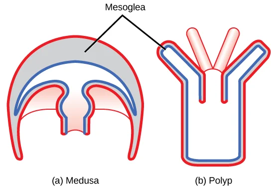 The medusa (a) and the polyp (b) are the two unique body designs of cnidarians (b). All cnidarians have two membrane layers separated by a jelly-like mesoglea.