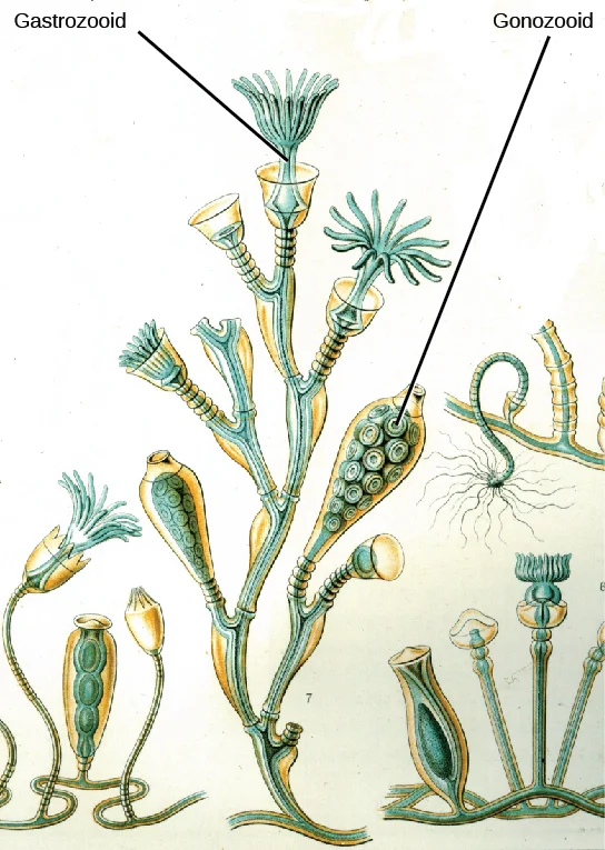 The sessile form of Obelia geniculate has two types of polyps: gastrozooids, which are adapted for capturing prey, and gonozooids, which bud to produce medusae asexually.