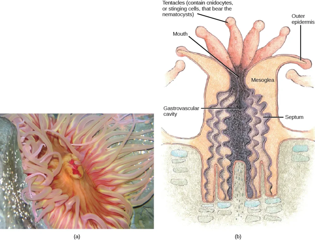 The sea anemone is shown (a) photographed and (b) in a diagram illustrating its morphology. (credit a: modification of work by “Dancing With Ghosts”/Flickr; credit b: modification of work by NOAA)