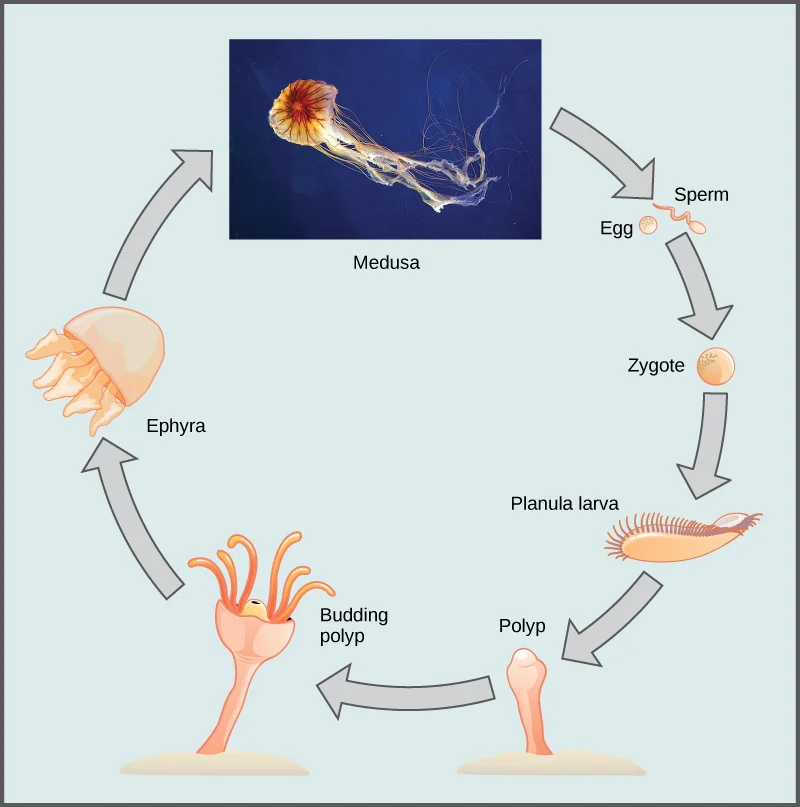 Scyphozoan life cycle. The lifecycle of most jellyfish includes two stages: the medusa stage and the polyp stage. The polyp reproduces asexually by budding, and the medusa reproduces sexually. (credit “medusa”: modification of work by Francesco Crippa)