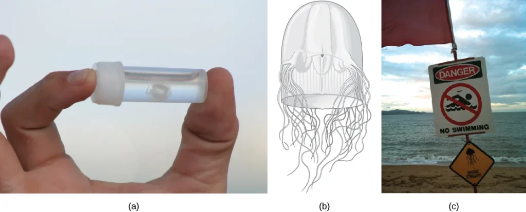 The (a) tiny cubazoan jelly Malo kingi is thimble shaped and, like all cubozoan jellies, (b) has four muscular pedalia to which the tentacles attach. M. kingi is one of two species of jellies known to cause Irukandji syndrome, a condition characterized by excruciating muscle pain, vomiting, increased heart rate, and psychological symptoms. Two people in Australia, where Irukandji jellies are most commonly found, are believed to have died from Irukandji stings. (c) A sign on a beach in northern Australia warns swimmers of the danger. (credit c: modification of work by Peter Shanks)